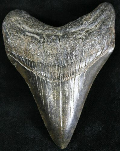 Megalodon Tooth - South Carolina #28417